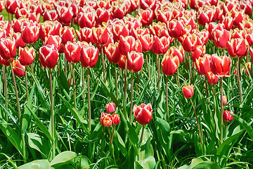 Image showing Flowerbed of Tulips