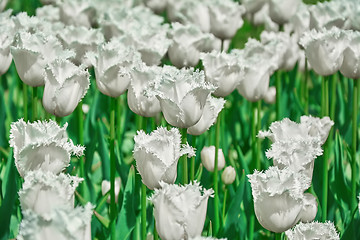 Image showing White Fringed Tulips