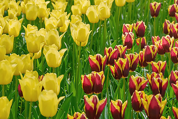 Image showing Flowerbed of Tulips