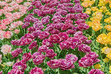 Image showing Tulips Flower Bed 