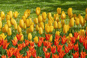 Image showing Red and Yellow Tulips