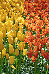 Image showing Red and Yellow Tulips