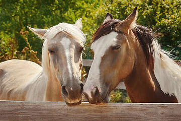 Image showing Portrait of Horse