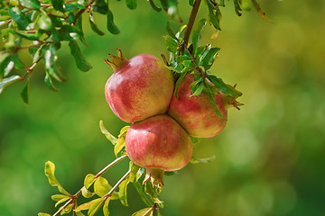 Image showing Mature Pomegranate Fruits