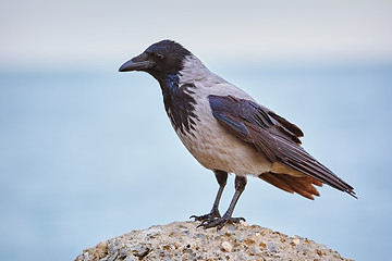 Image showing Crow on the Stone