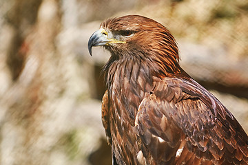 Image showing Portrait of Eagle