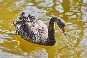 Image showing Black Swan on the Pond