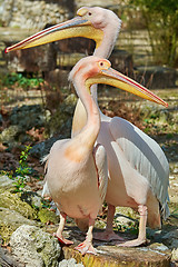 Image showing Pink Pelicans on the Stump