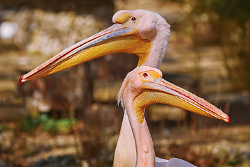 Image showing Portrait of Two Pelicans