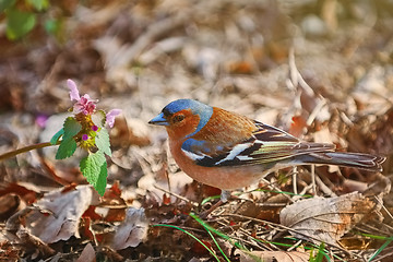 Image showing Common Chaffinch (Fringilla Coelebs)