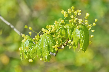 Image showing Young Maple Leaves