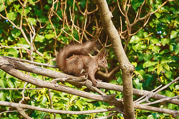 Image showing Squirrel on a Tree