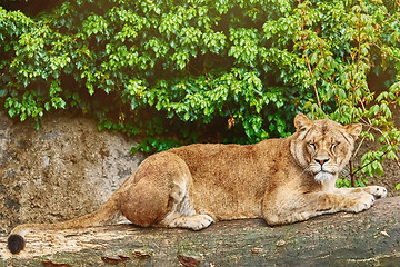 Image showing Lioness on the Log