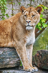 Image showing Lioness on the Log