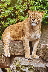 Image showing Lioness on the Log