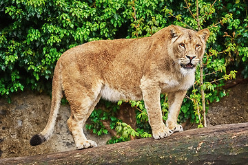 Image showing Lioness on the Log