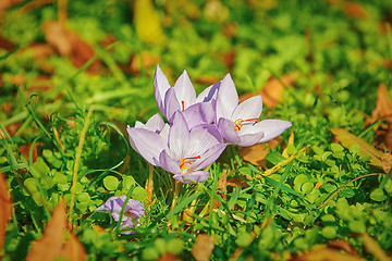 Image showing Saffron Crocus Blooming