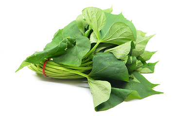 Image showing Bunch of sweet potatos leaves