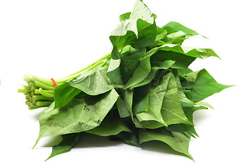 Image showing Bunch of sweet potatos leaves