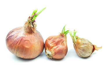 Image showing Onion bulb with green sprout