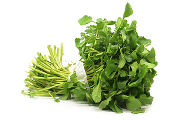 Image showing Freshly picked organic watercress