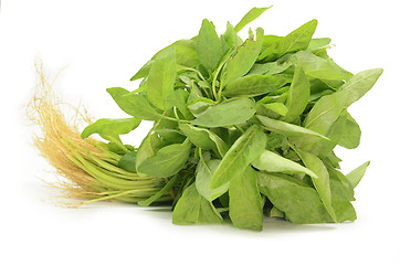 Image showing Fresh Chinese spinach isolated