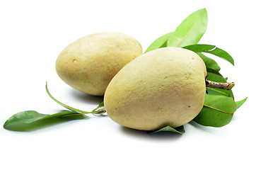 Image showing Fresh sapodilla tropical fruit