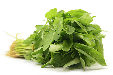 Image showing Fresh Chinese spinach isolated