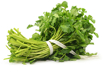 Image showing Freshly picked organic watercress