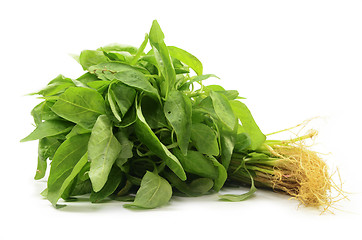 Image showing Fresh Chinese spinach isolated