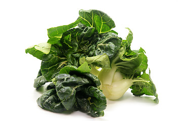 Image showing Milk cabbage bok choy