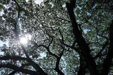 Image showing Sun breaks through the lush leaves 