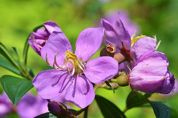 Image showing Common Melastoma flower in full bloom