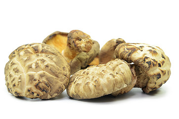 Image showing Dried shiitake mushrooms isolated