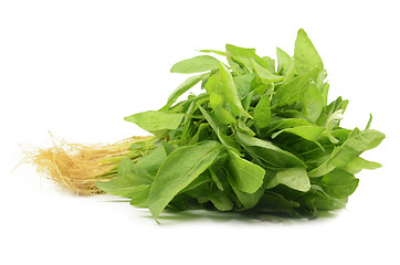 Image showing Fresh Chinese spinach isolated
