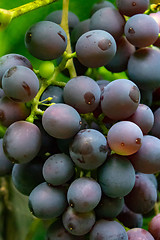 Image showing Close-up of a branch of a red grapes with green leaves. Organic food