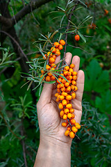 Image showing A man\'s hand holds a green branch with sea-buckthorn against the backdrop of a green garden. Useful berry used in medicine