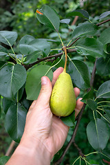 Image showing Green branch with a pear in a rural garden. A man\'s hand takes a pear