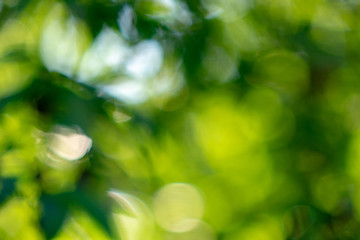 Image showing Natural with a bokeh effect a layout of green foliage in a summe