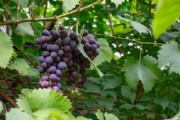 Image showing In the garden is a branch of bunches of grapes. Growing Organic Food