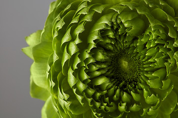 Image showing close-up of a beautiful gray flower on a green background