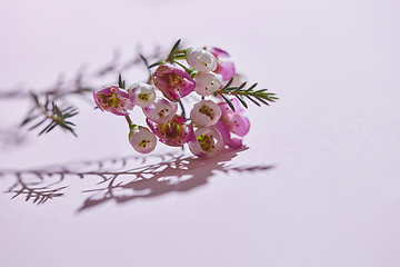 Image showing Pink flowers and shadows on a pink background.Natural background