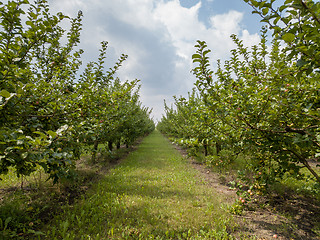 Image showing Agricultural apple orchard before harvest against a cloudy sky background