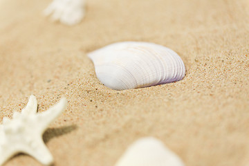 Image showing seashells on beach sand