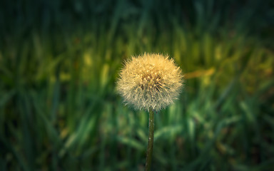 Image showing  Dandelion Flower Seed Head Close-up In The Morning Sunlight