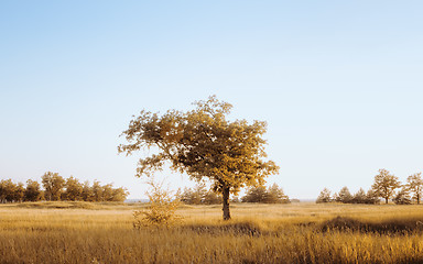 Image showing Rural Landscape With A Lonely Tree