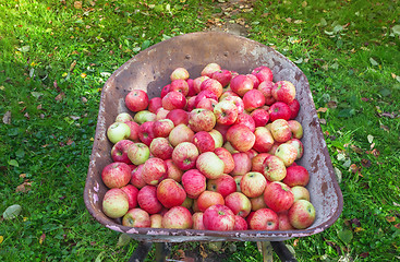 Image showing Wheelbarrow Full Of Harvested Ripe Apples