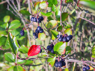 Image showing Bunches of Chokeberry in Autumn Sunlight