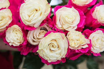 Image showing Beautiful two color roses