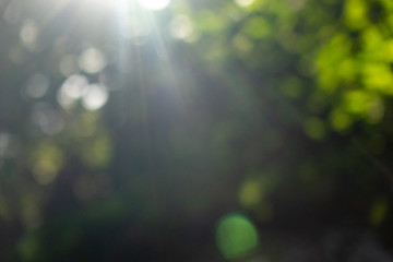 Image showing Summer green garden. Beautiful natural blurred bokeh background with bright sun rays.